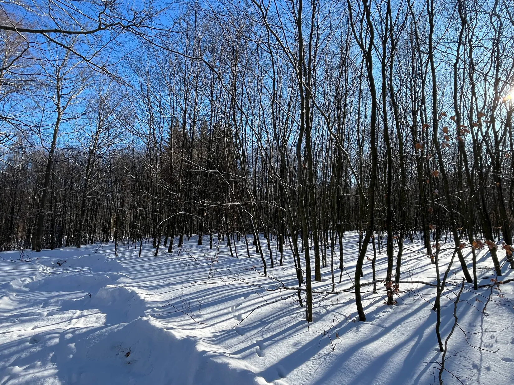 Gård/Skog, Älmhult 2:14, Svensköp, Hörby