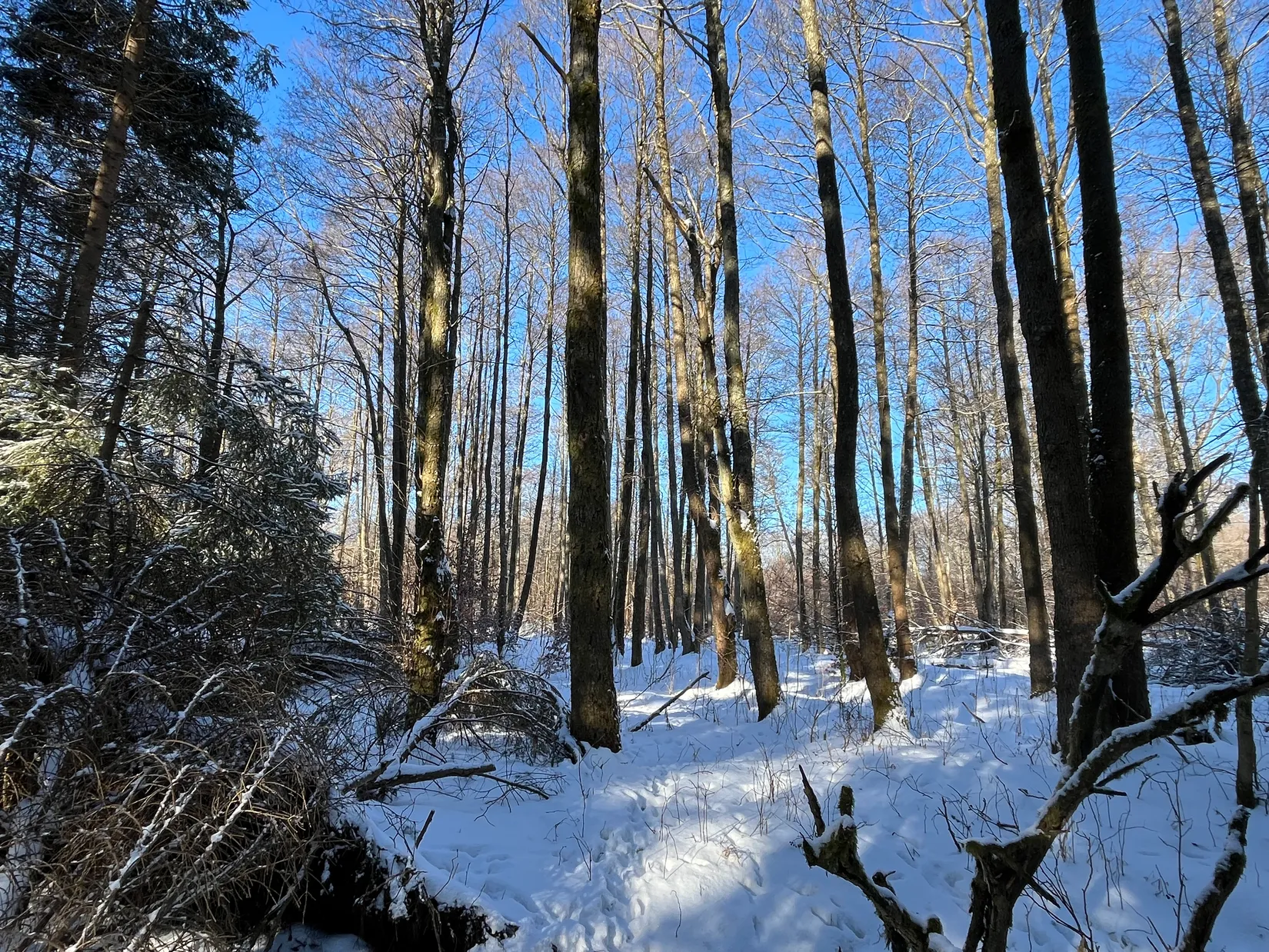 Gård/Skog, Älmhult 2:14, Svensköp, Hörby