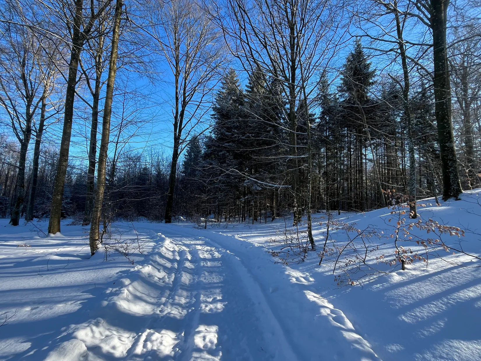 Gård/Skog, Älmhult 2:14, Svensköp, Hörby
