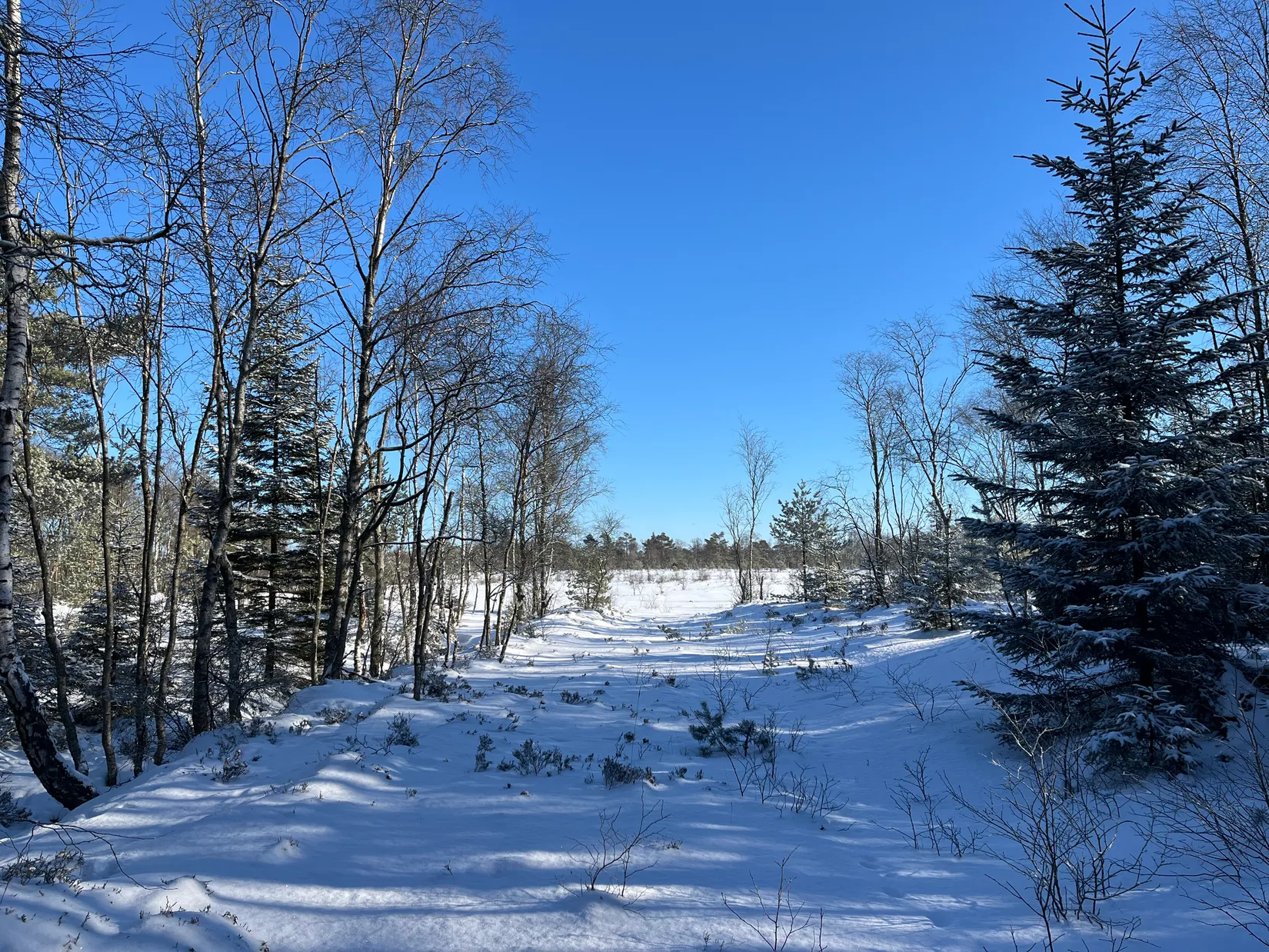 Gård/Skog, Älmhult 2:14, Svensköp, Hörby