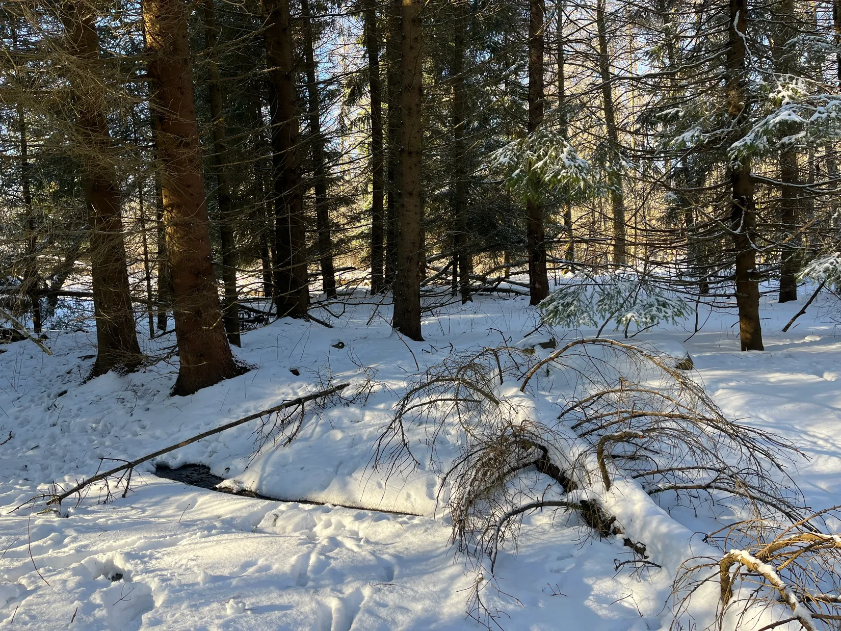 Gård/Skog, Älmhult 2:14, Svensköp, Hörby