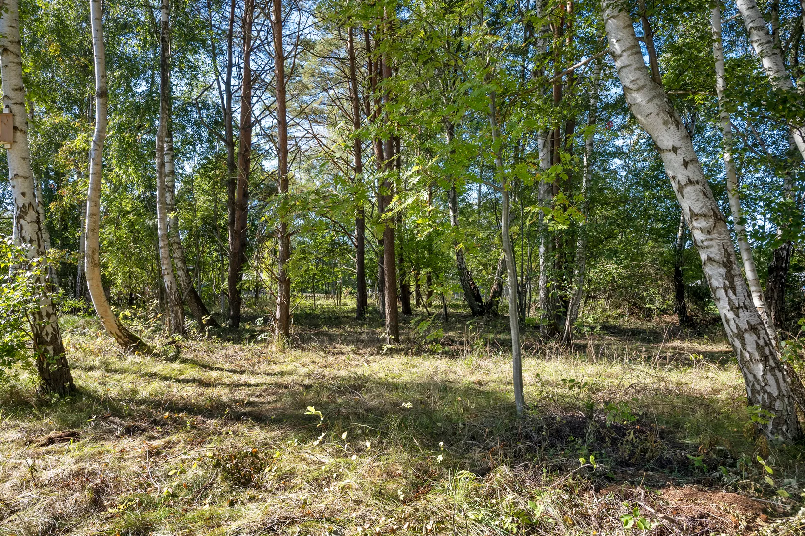 Tomt, Friggs gränd 9, Frösakull, Halmstad