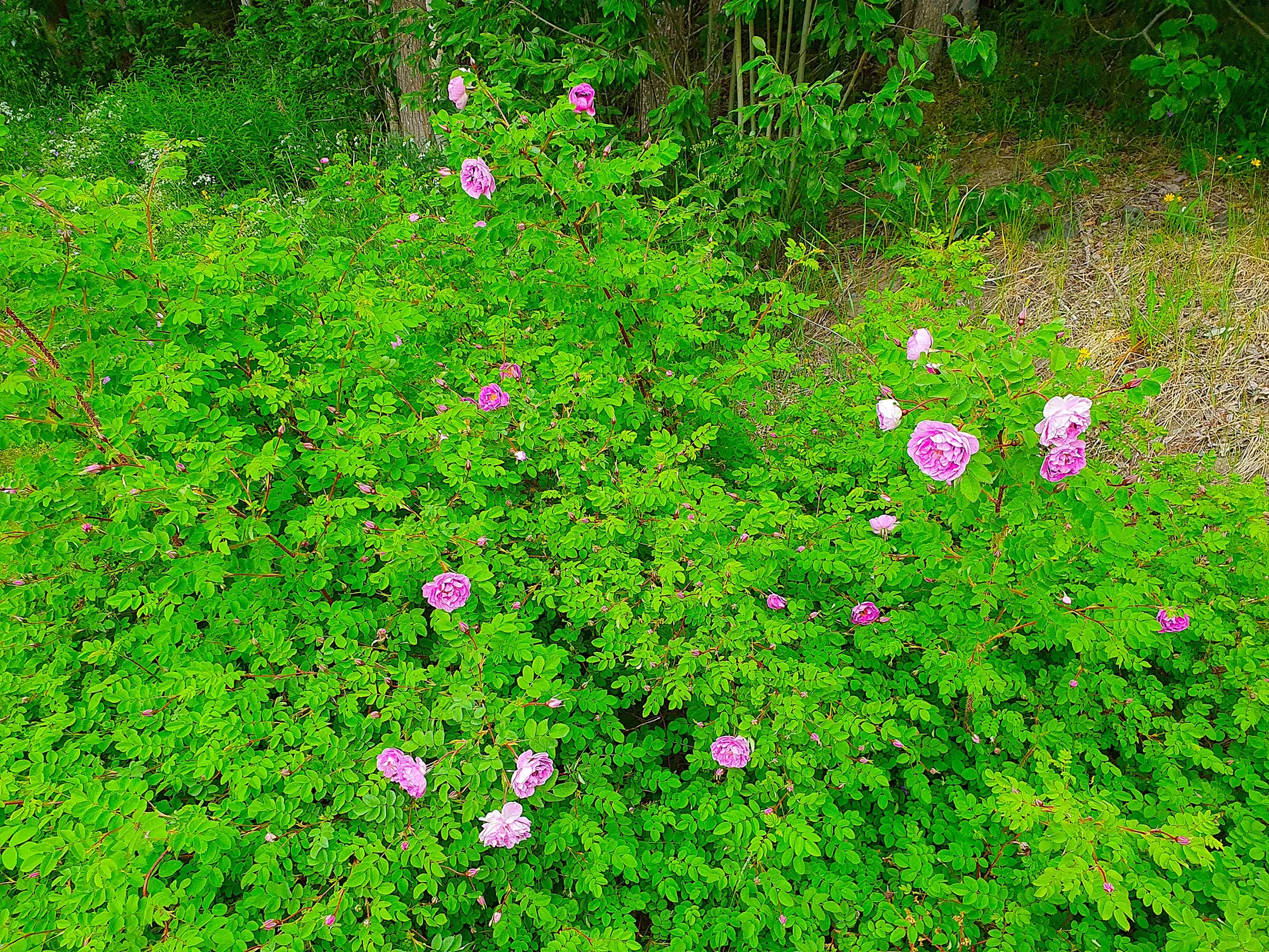 Villa, Horneyvägen 53, Mörsil, Åre
