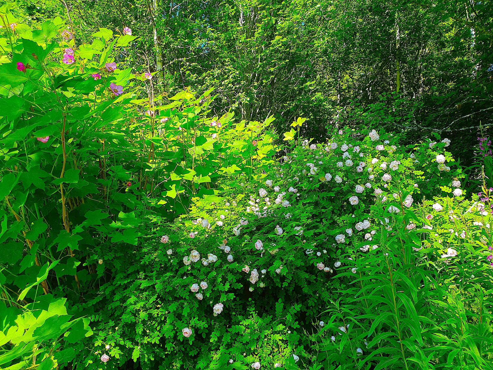 Villa, Horneyvägen 53, Mörsil, Åre