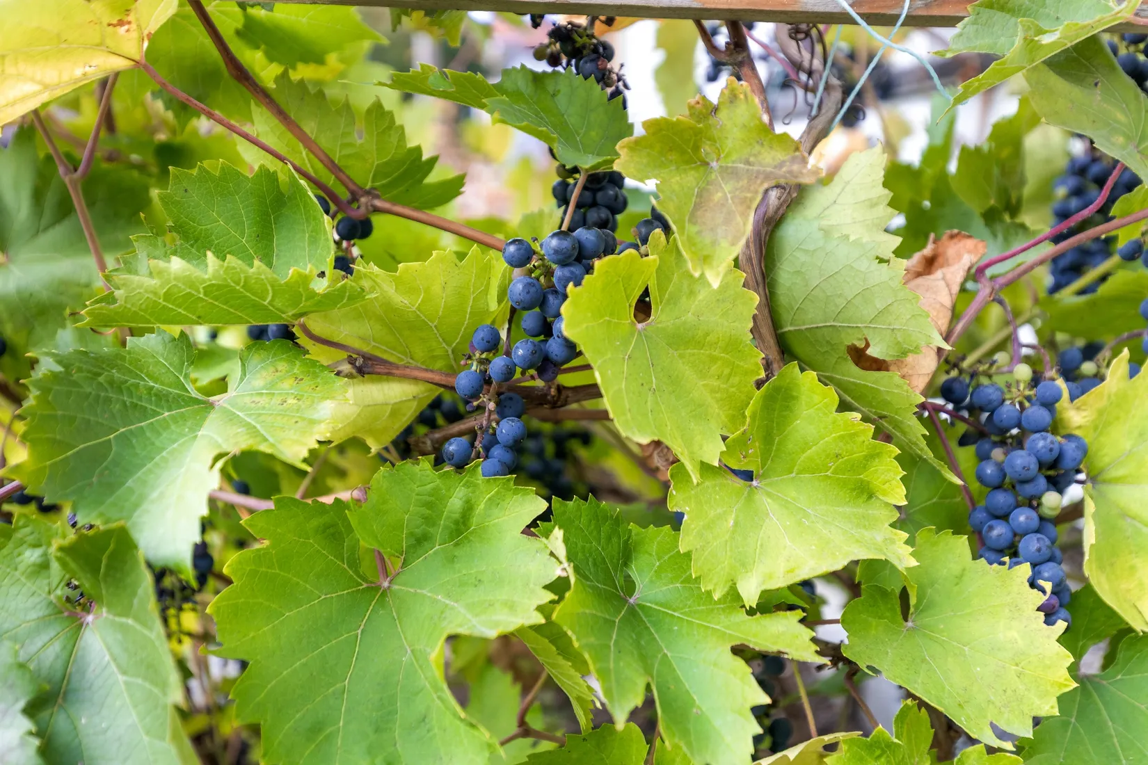 Villa, Rissnavägen 44, Spånga, Stockholm