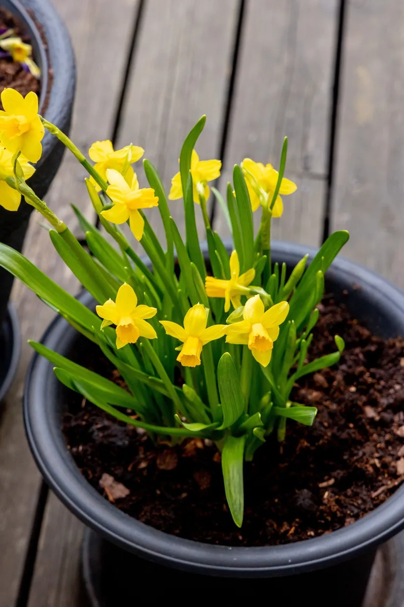 Radhus, Kvadratgränd 34, Kokosnöten, Oskarshamn