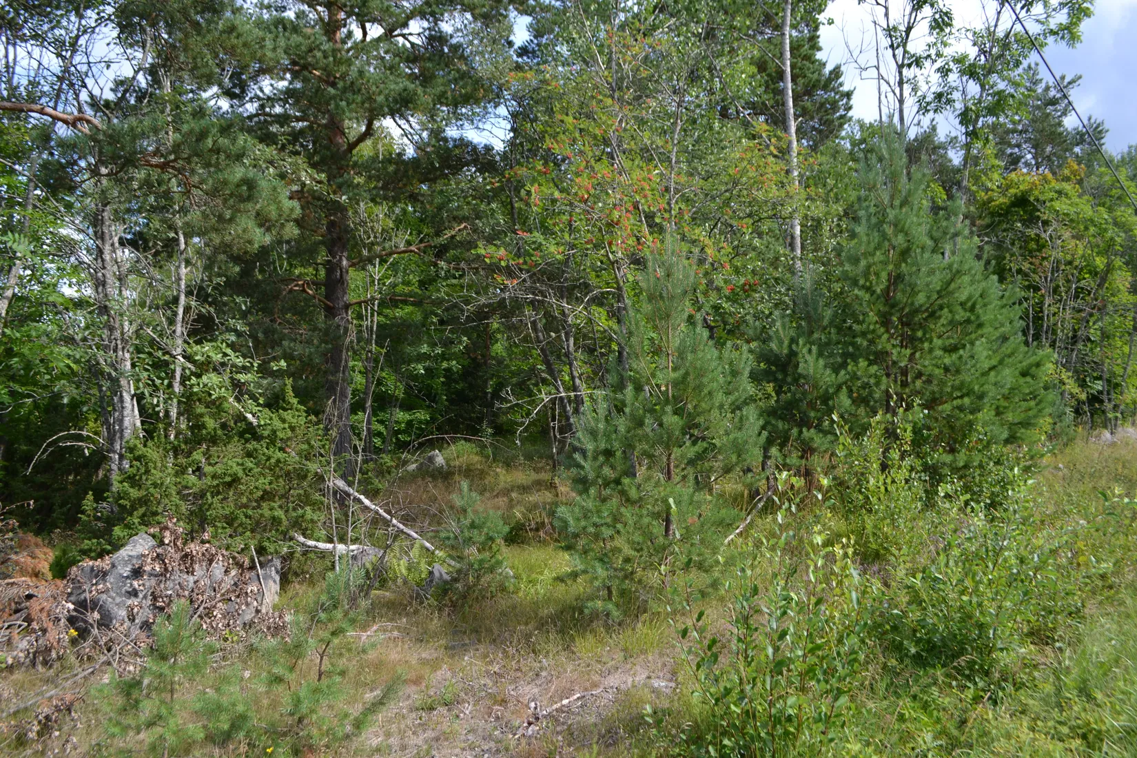 Tomt, Anderssvedjavägen 71, Anderssvedja, Norrtälje