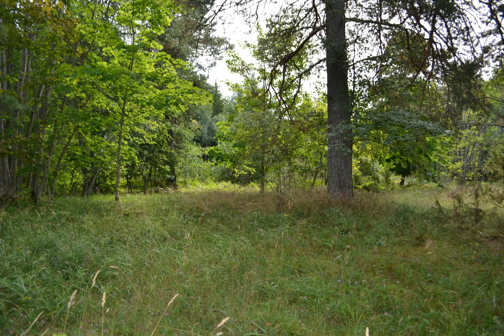 Tomt, Anderssvedjavägen 71, Anderssvedja, Norrtälje