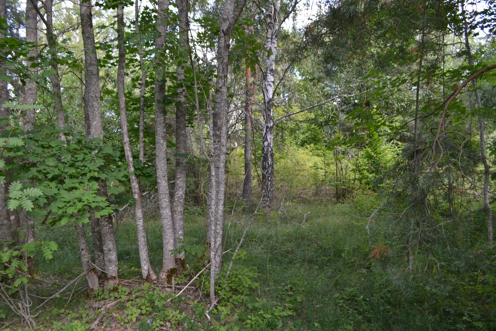 Tomt, Anderssvedjavägen 71, Anderssvedja, Norrtälje