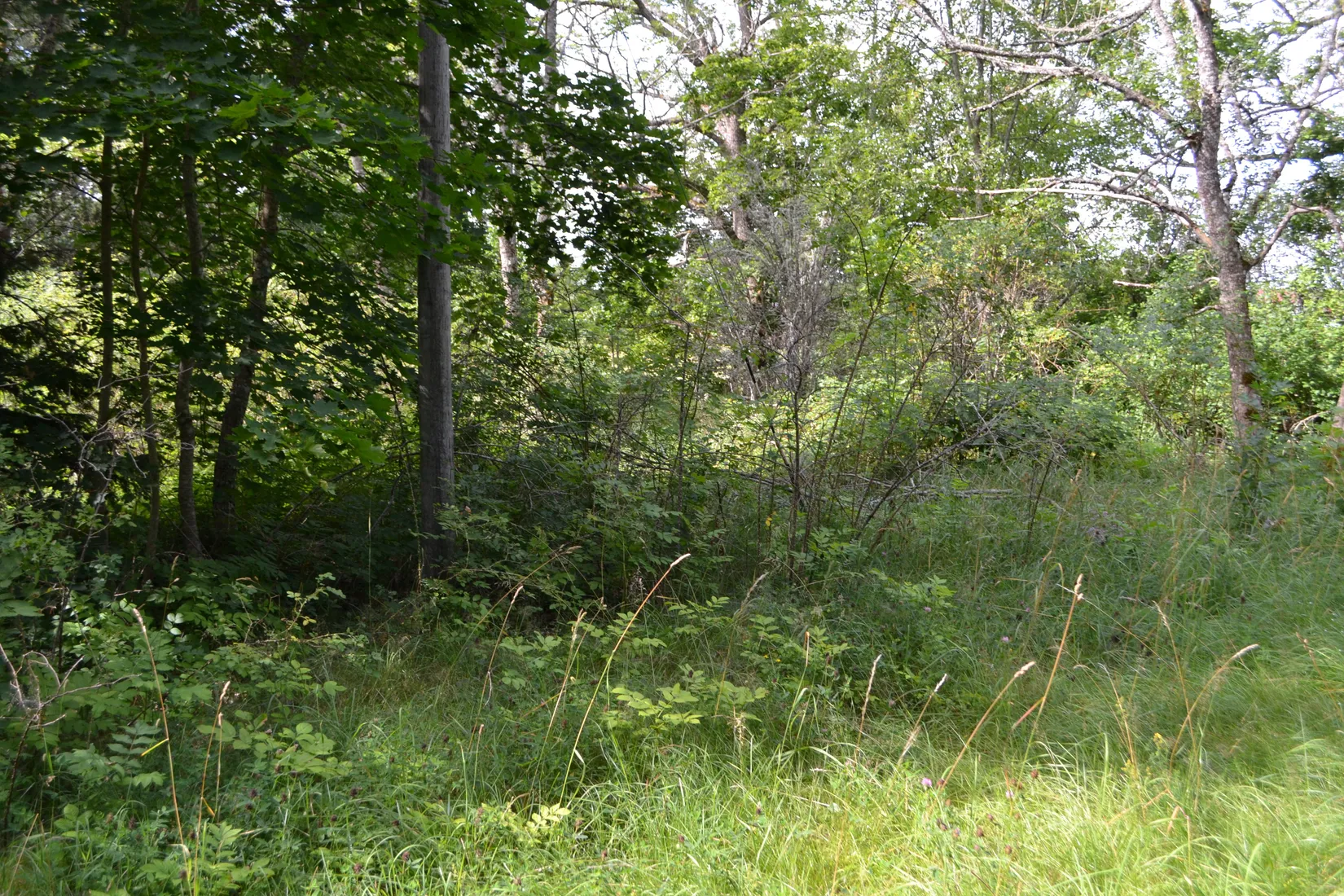 Tomt, Anderssvedjavägen 71, Anderssvedja, Norrtälje