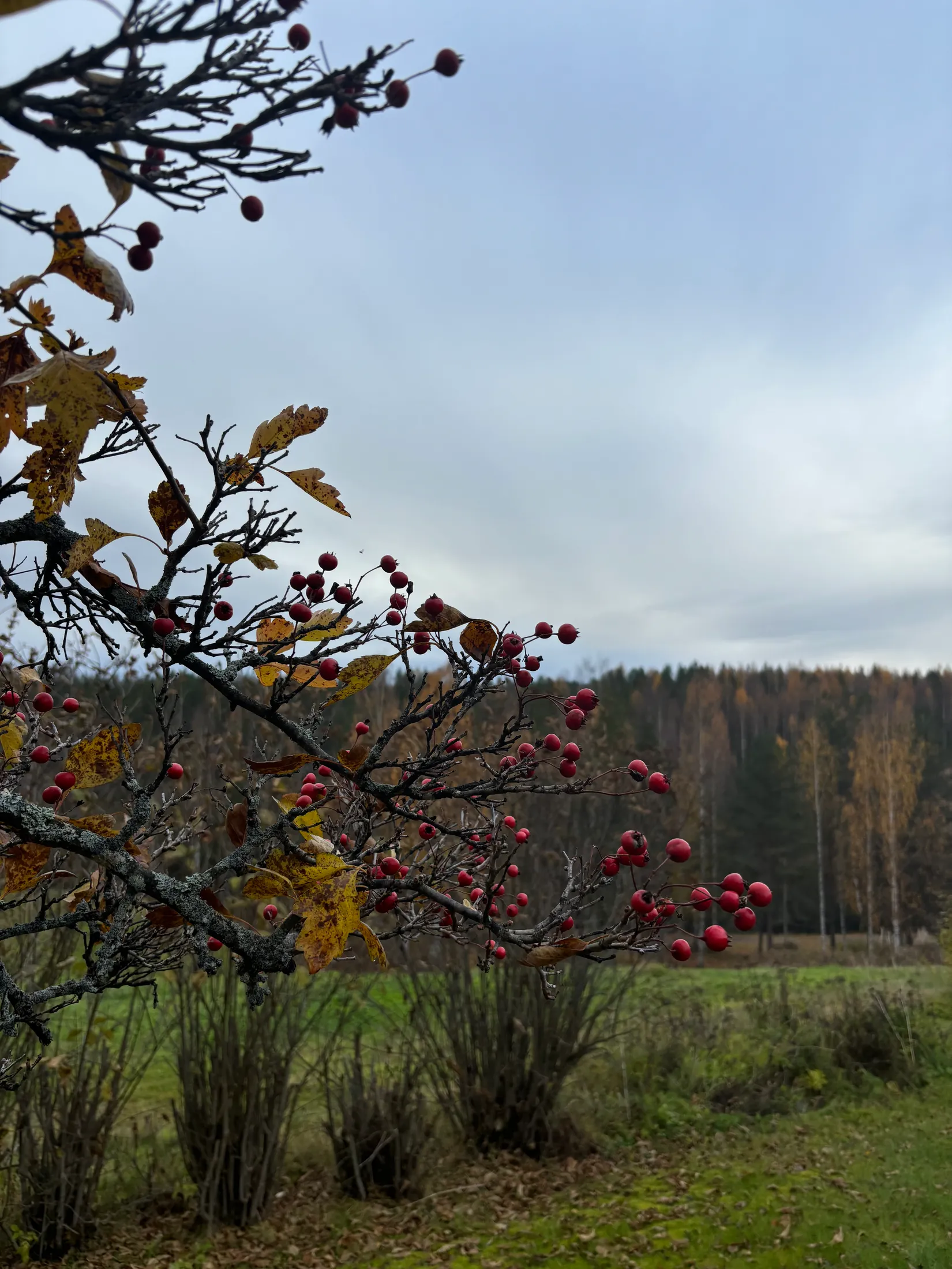 Villa, Radhus, Mobackavägen 11F, Mobacken, Skellefteå