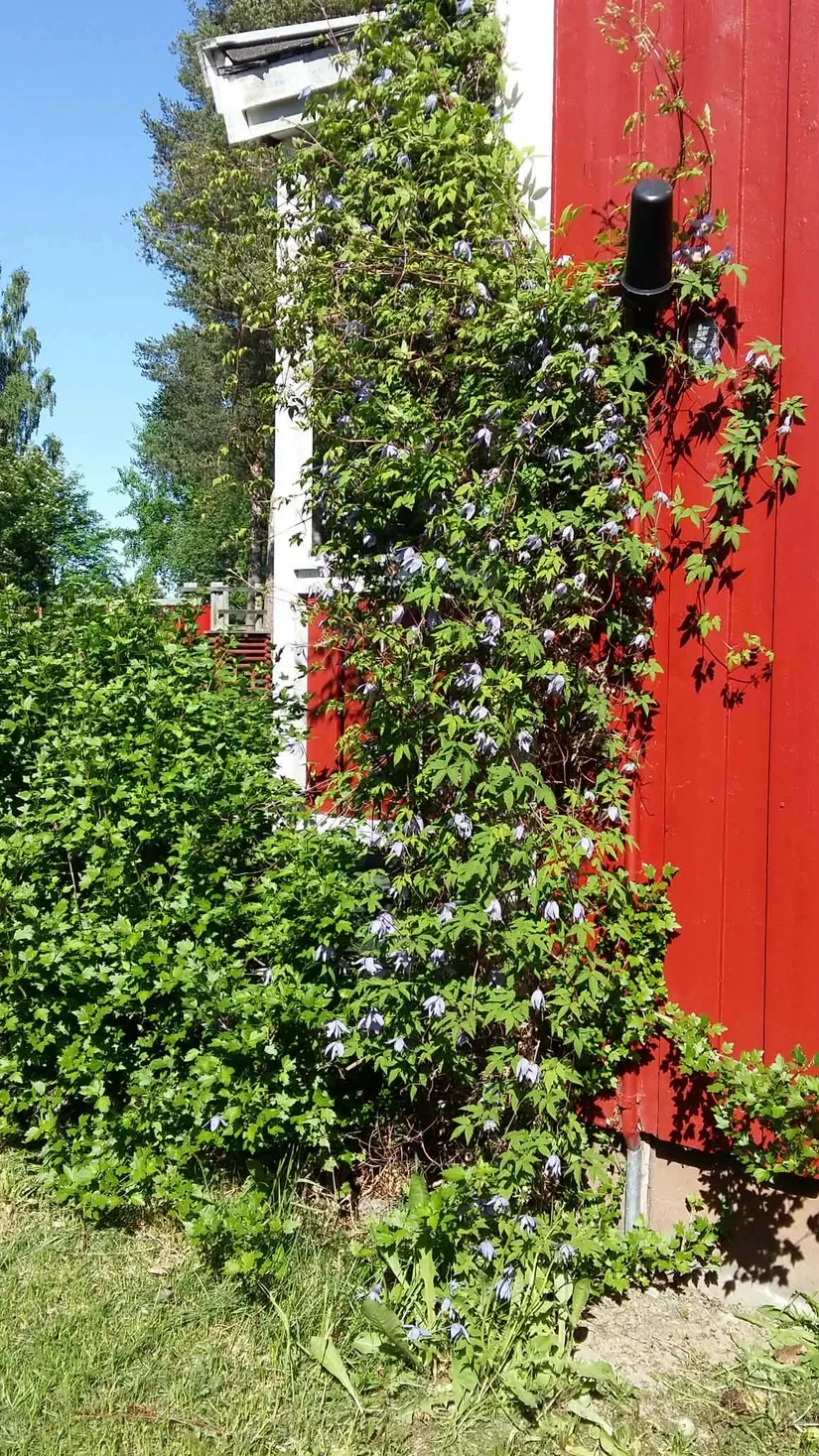 Villa, Radhus, Mobackavägen 11F, Mobacken, Skellefteå