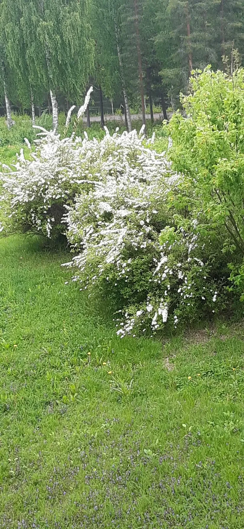 Villa, Radhus, Mobackavägen 11F, Mobacken, Skellefteå