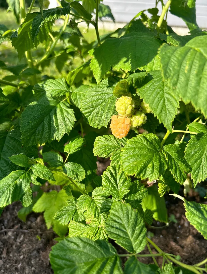 Villa, Kittelgatan 17, Gotland