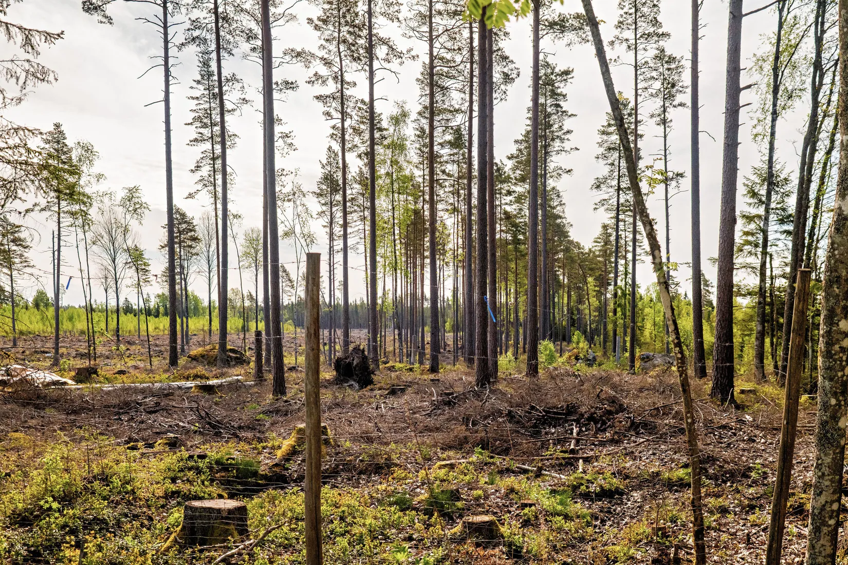 Gård/Skog, Farbrorstorp Klocktäppan 1, Lekeberg