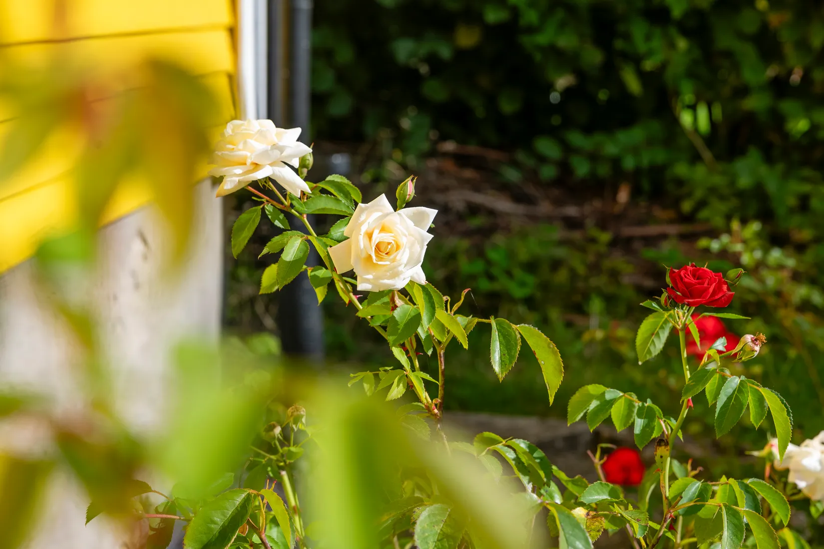Villa, Lejongatan 7, Knislinge, Östra Göinge