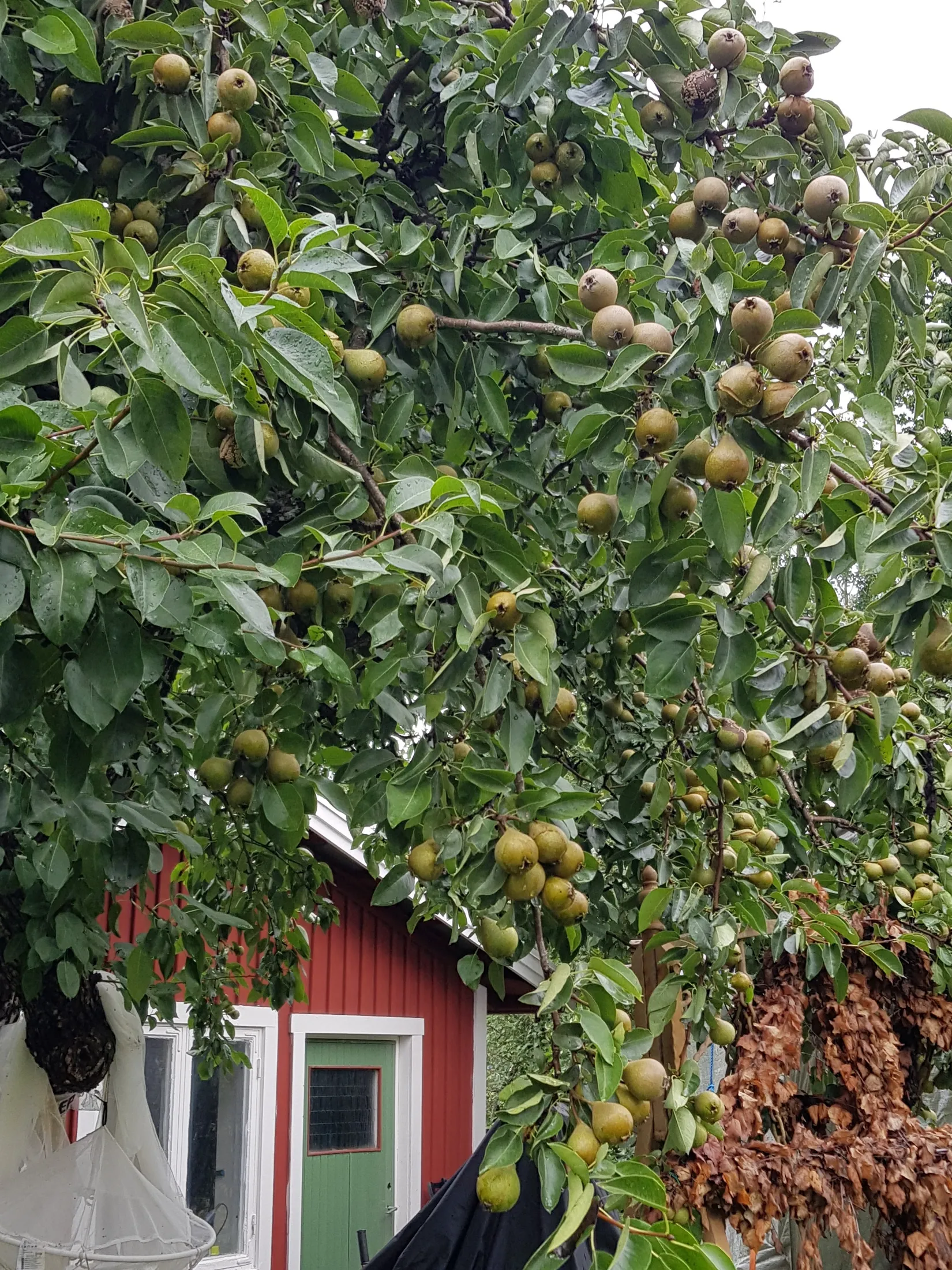 Villa, Skedevivägen 1, Hävla, Finspång