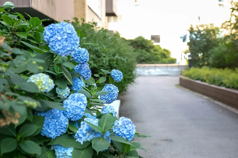 Bostadsrätt, Viktoriagatan 32, Vasastaden, Göteborg