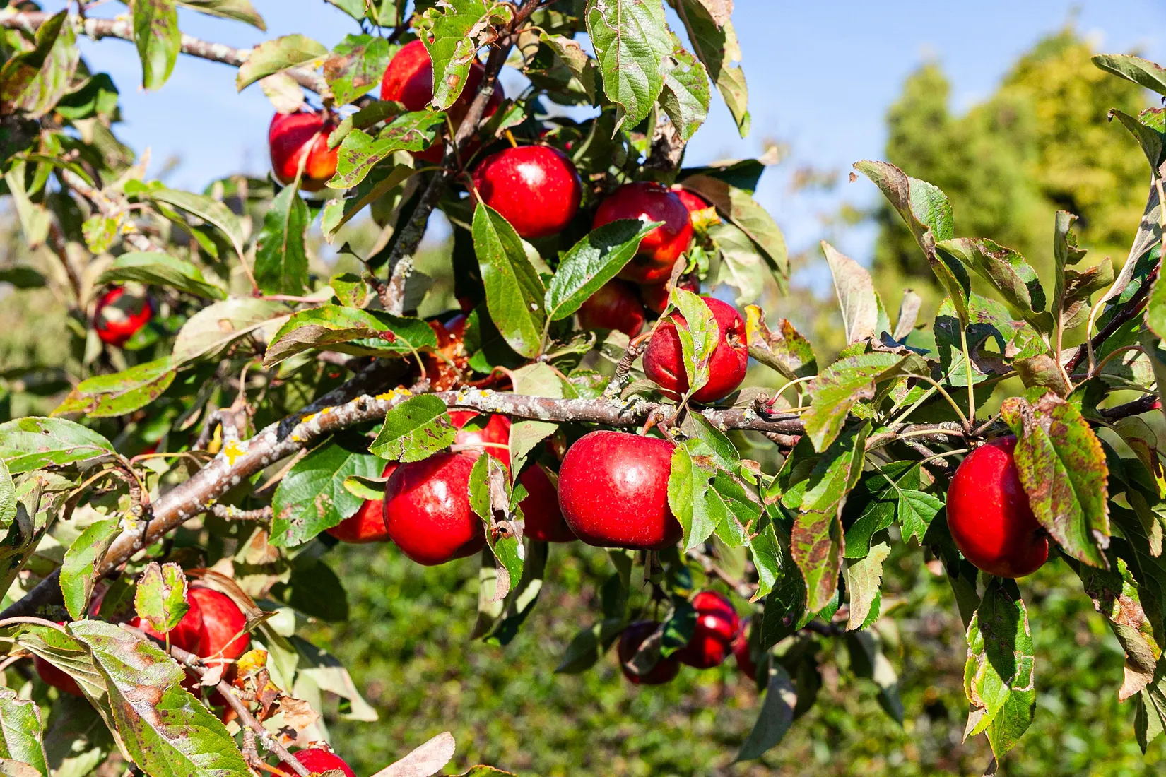 Villa, Vångavägen 8, Viken, Höganäs