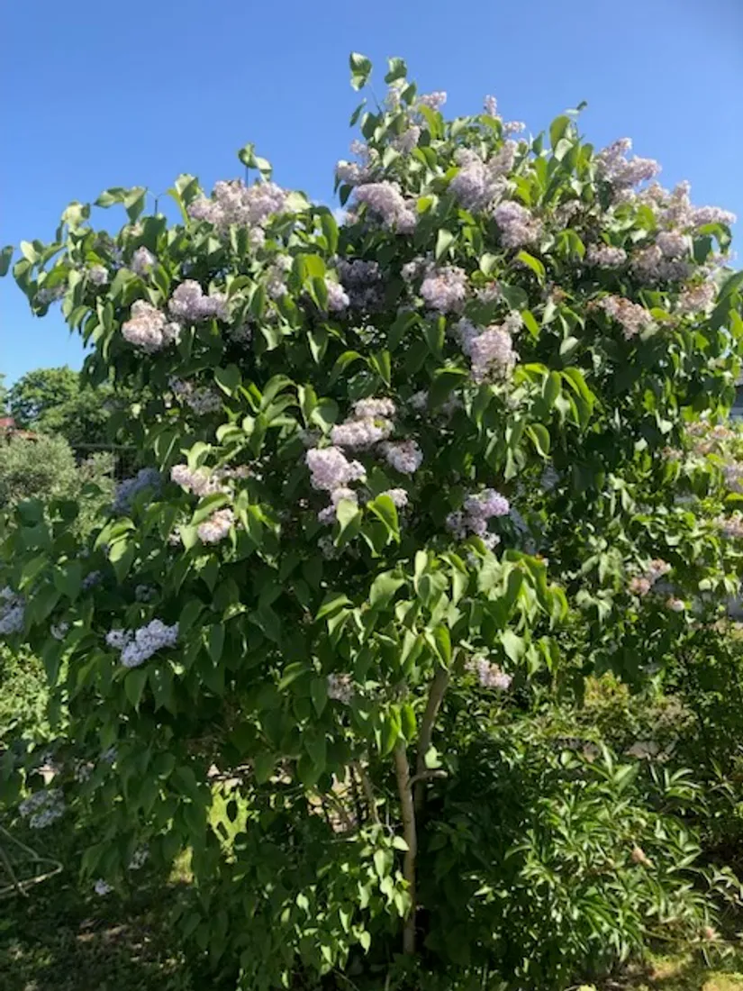Fritidshus, Astervägen 228, Tunabackar, Uppsala