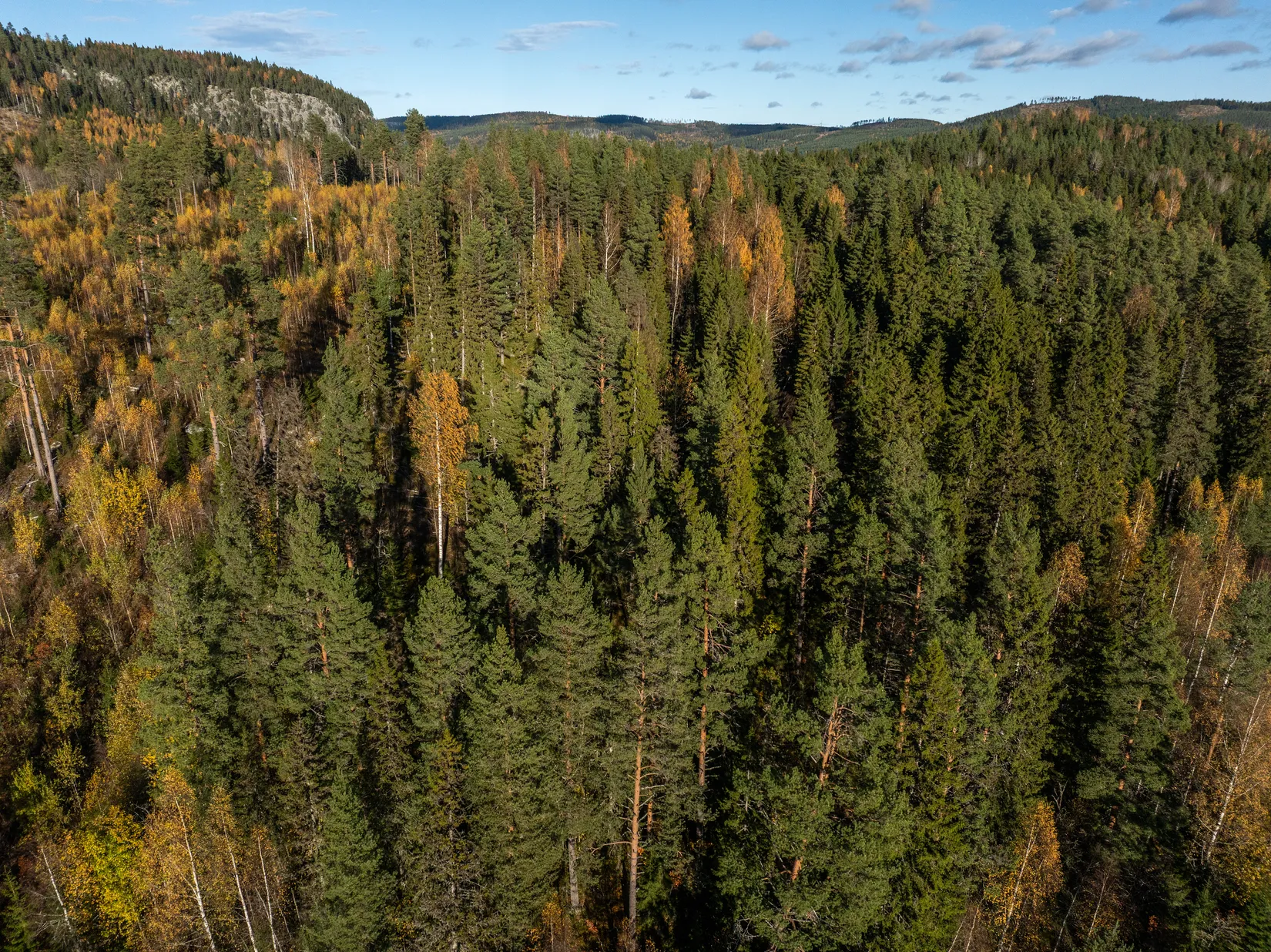 Gård/Skog, Åsen 121, Sundsvall
