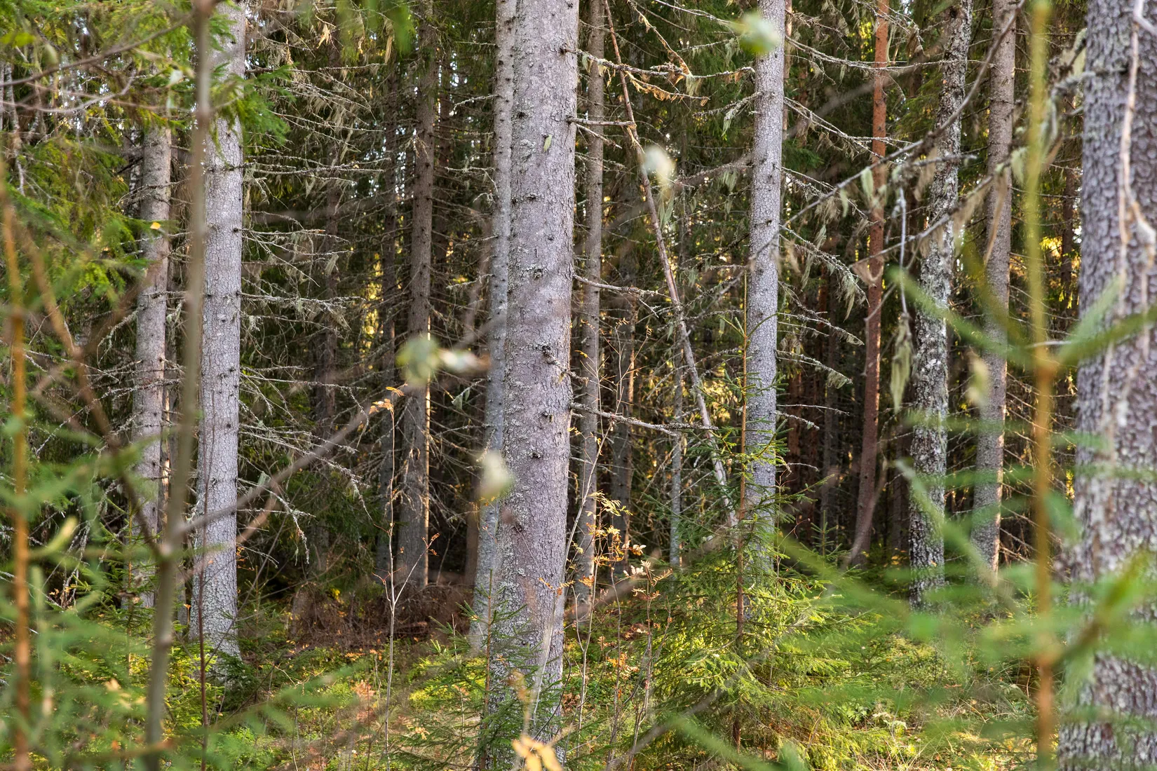 Gård/Skog, Åsen 121, Sundsvall