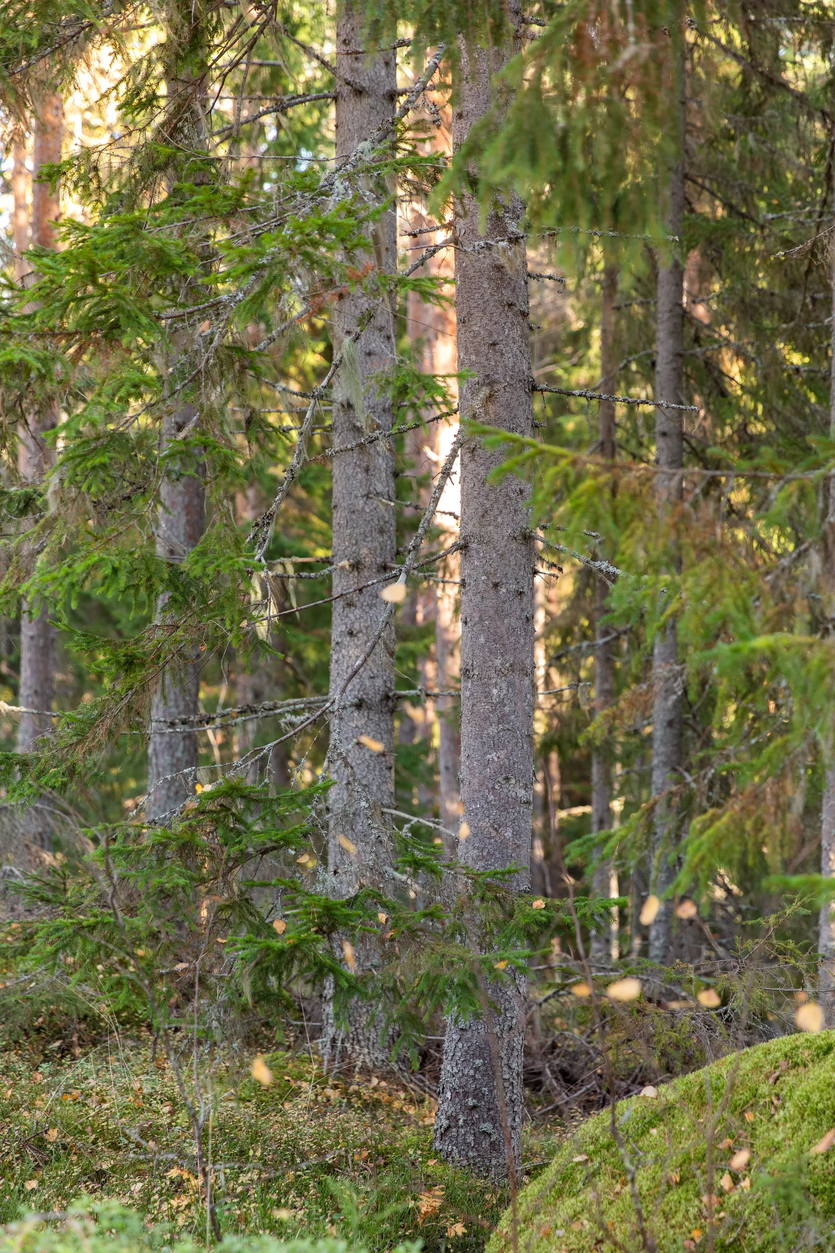 Gård/Skog, Åsen 121, Sundsvall