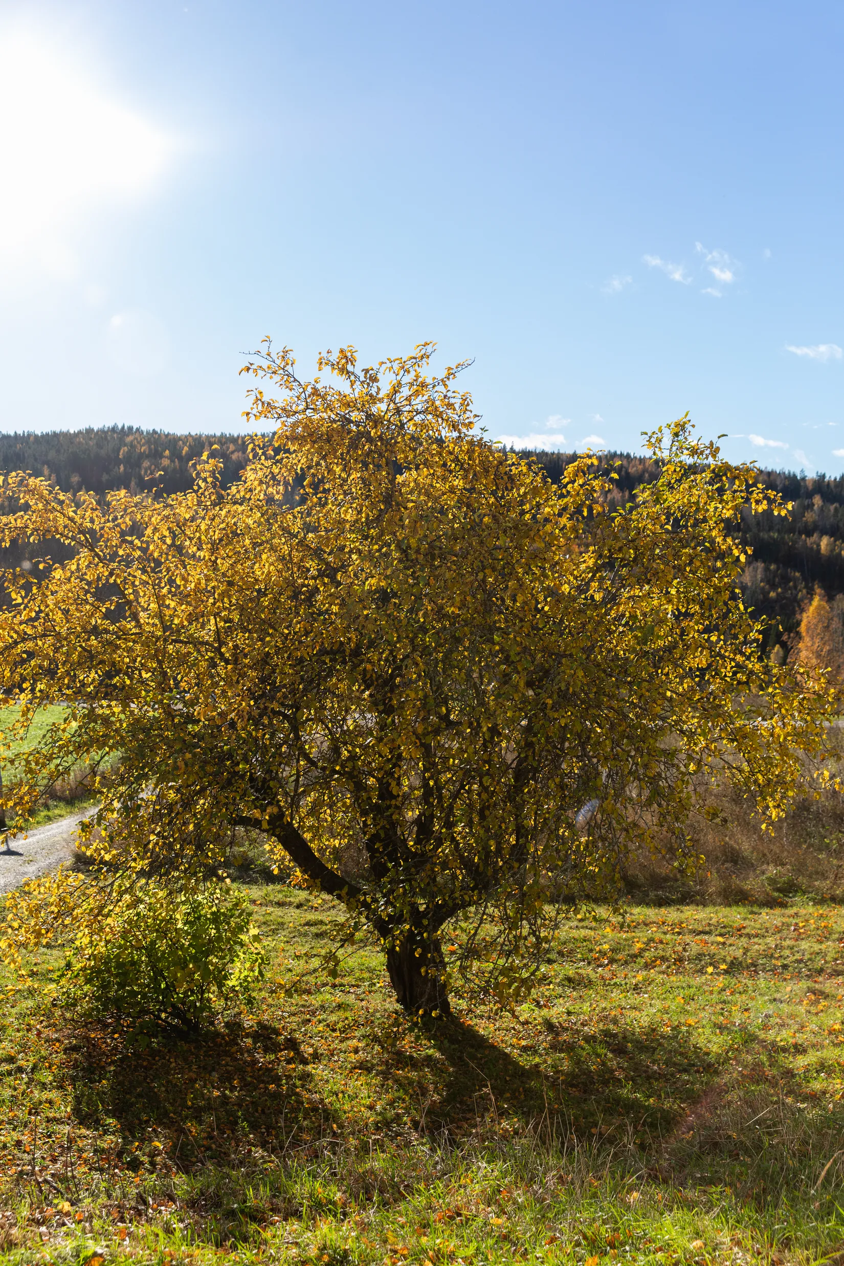 Gård/Skog, Åsen 121, Sundsvall