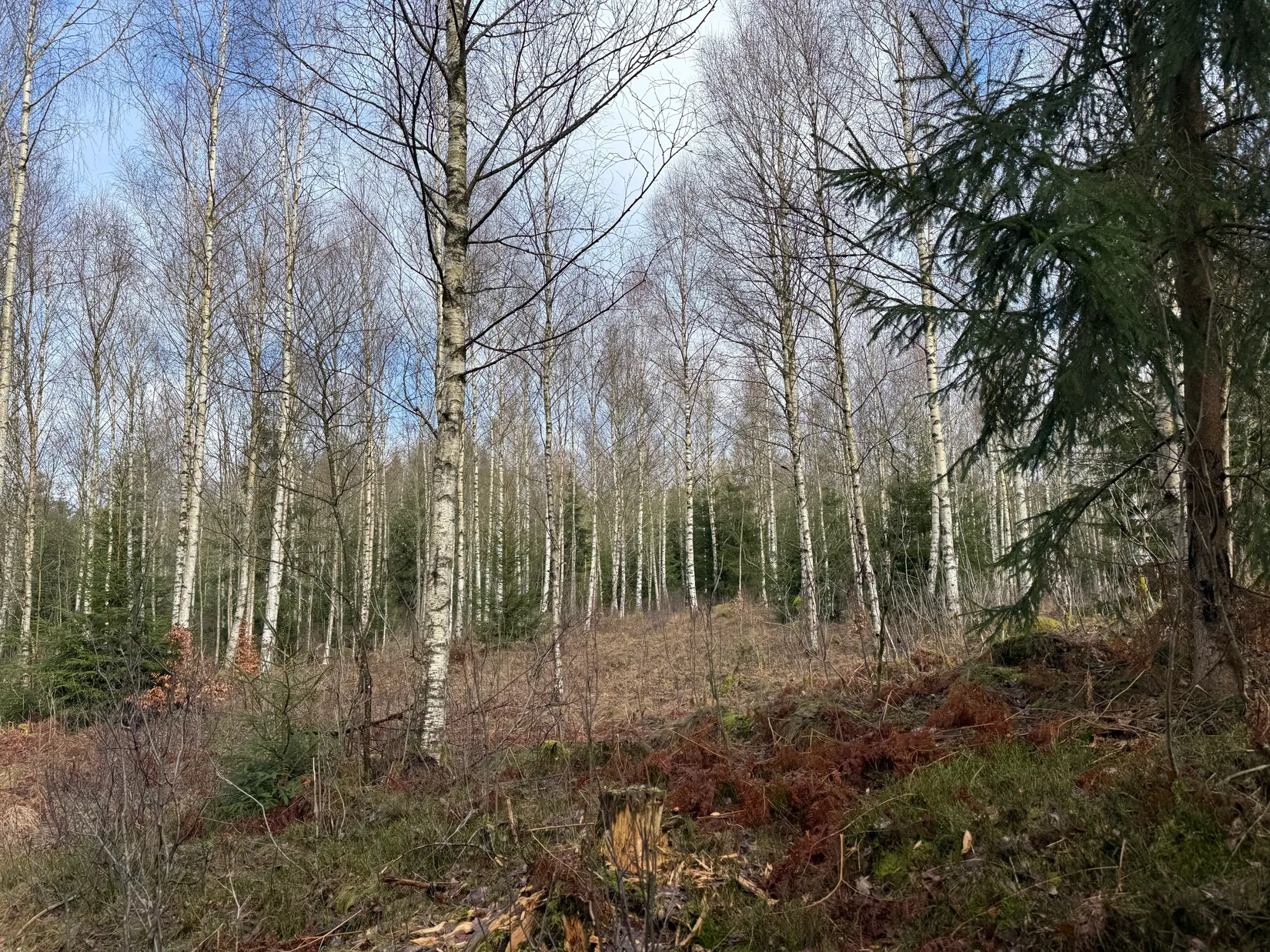 Gård/Skog, Stora Bjälkabygget 1358, Örkelljunga