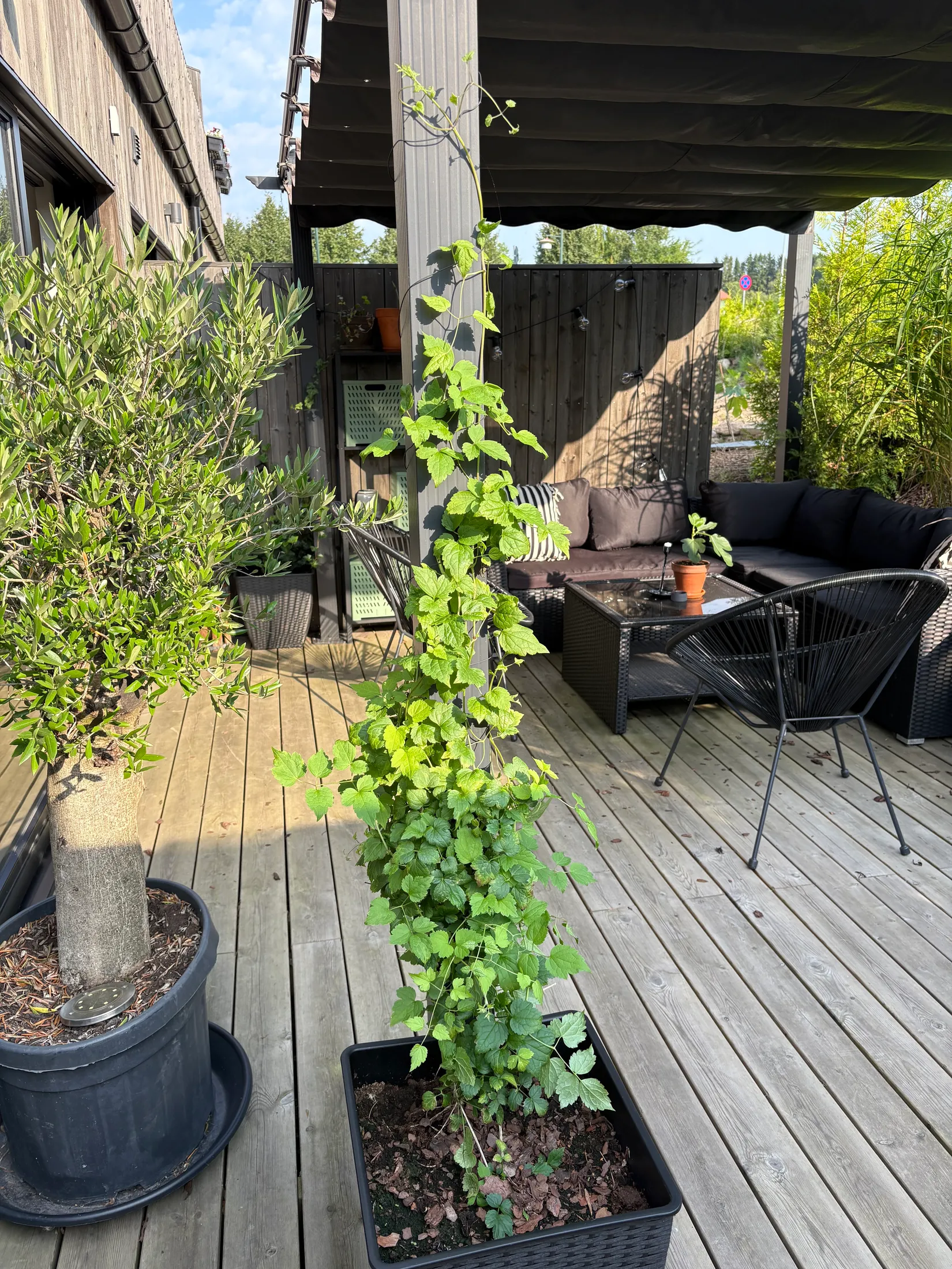 Radhus, Koriandervägen 9D, Kvarnbäck, Höör