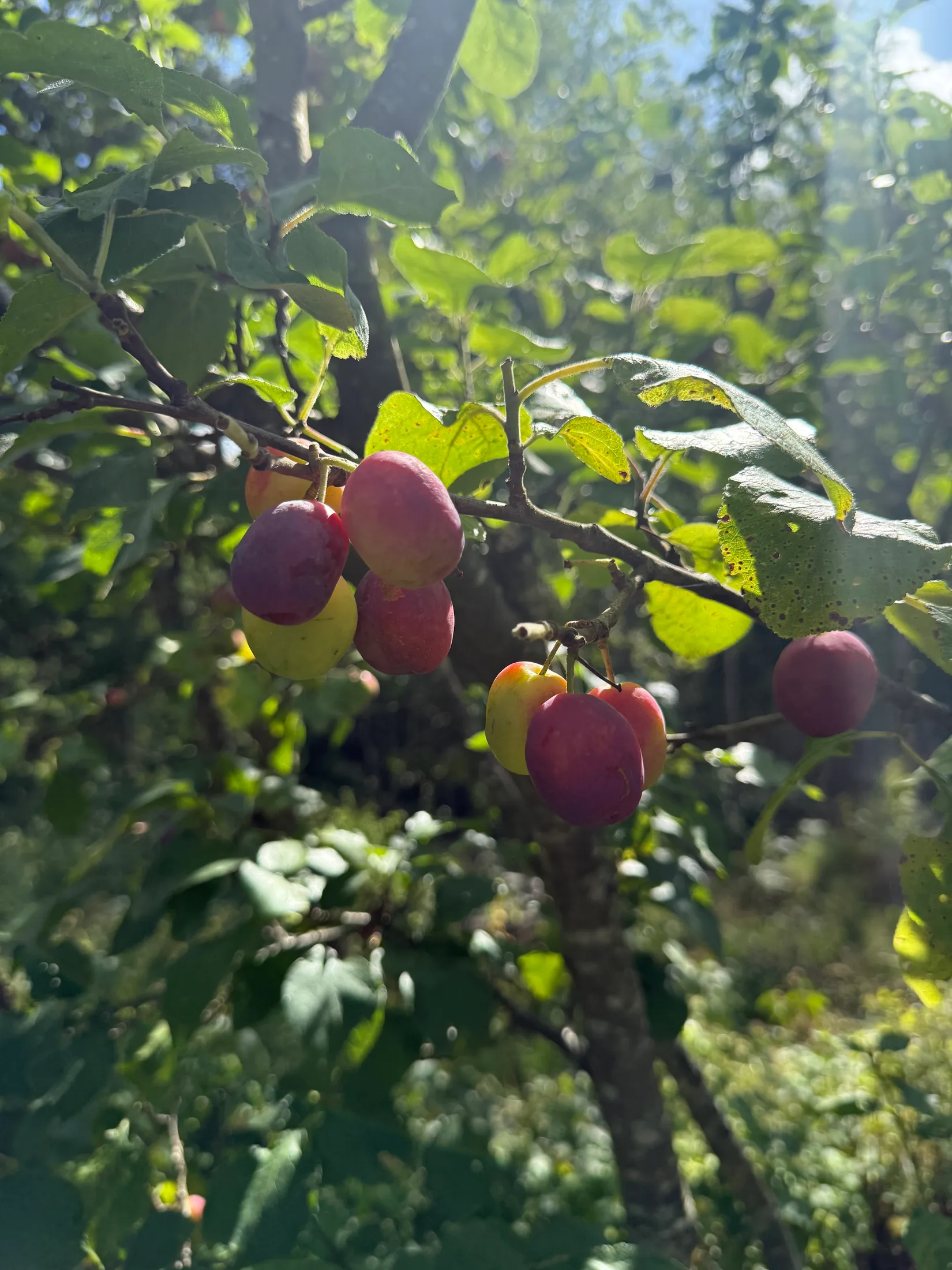 Fritidshus, Granlidsvägen 10, Aspa/Vivesta, Oxelösund