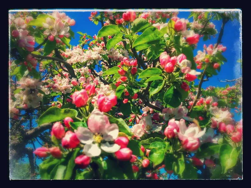 Villa, Bjärsjölagårdsvägen 15, Bjärsjölagård, Sjöbo