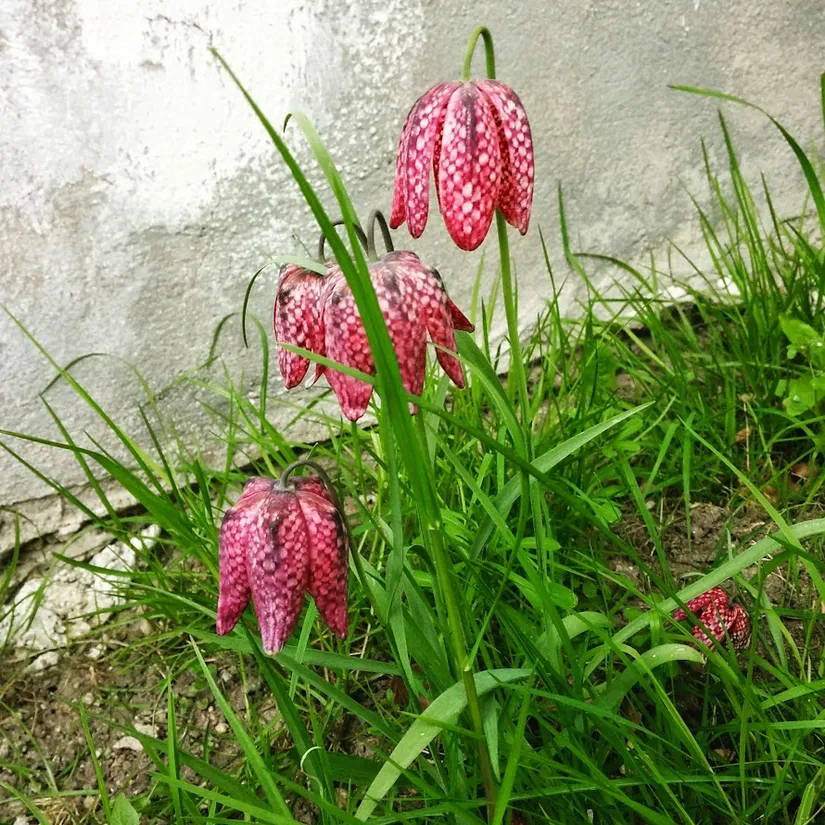 Villa, Bjärsjölagårdsvägen 15, Bjärsjölagård, Sjöbo