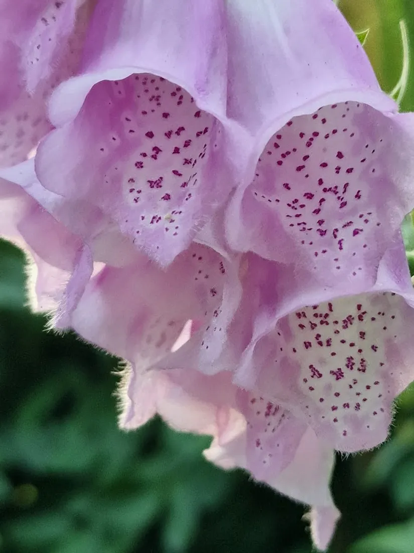 Villa, Bjärsjölagårdsvägen 15, Bjärsjölagård, Sjöbo