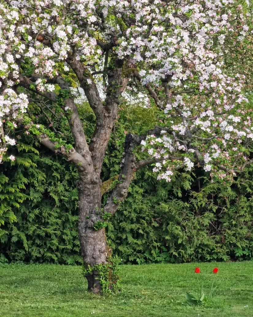 Villa, Bjärsjölagårdsvägen 15, Bjärsjölagård, Sjöbo