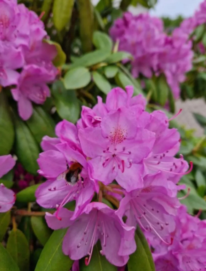 Fritidshus, Gulsporregången 230, Välenkolonin nedre området, Göteborg