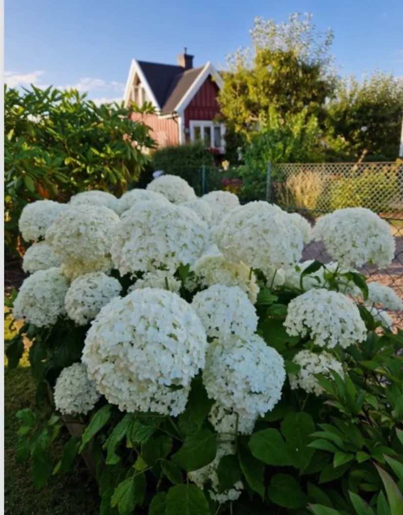 Fritidshus, Gulsporregången 230, Välenkolonin nedre området, Göteborg