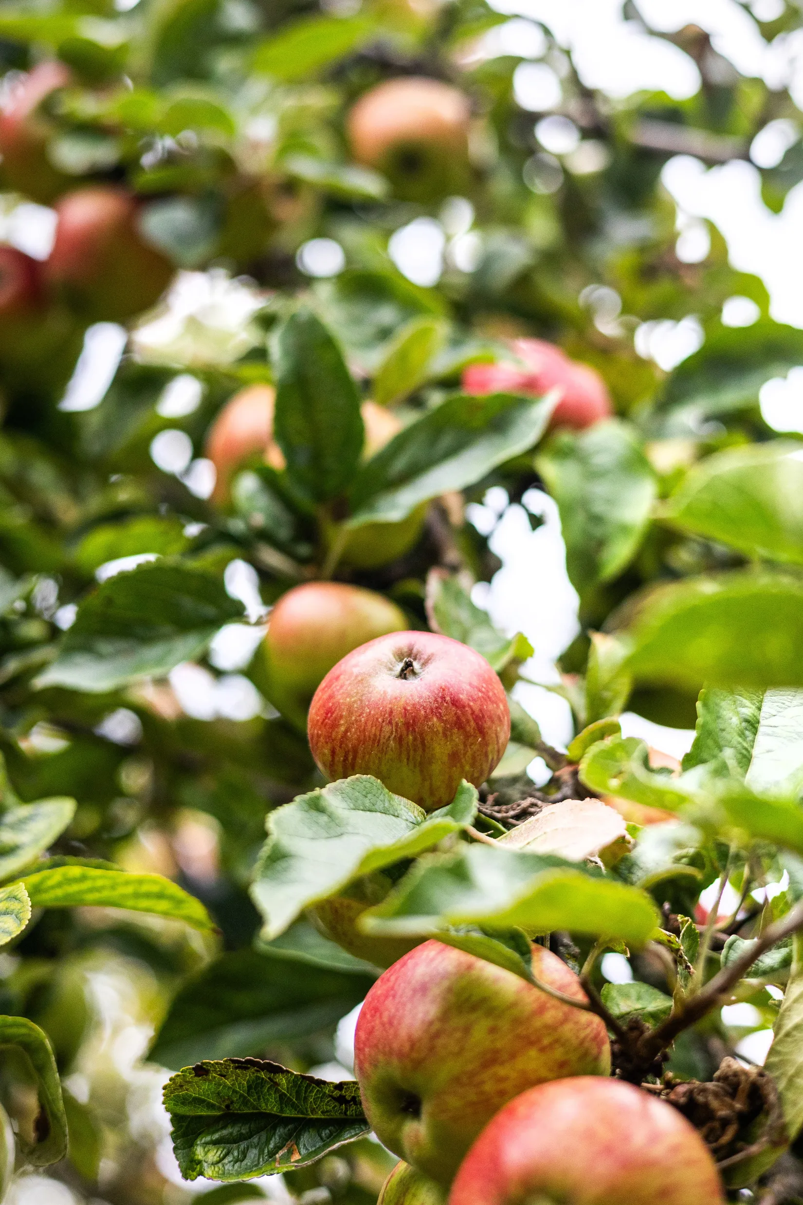 Atriumfritidshus, Celsiusgatan 24, Värnhem, Malmö