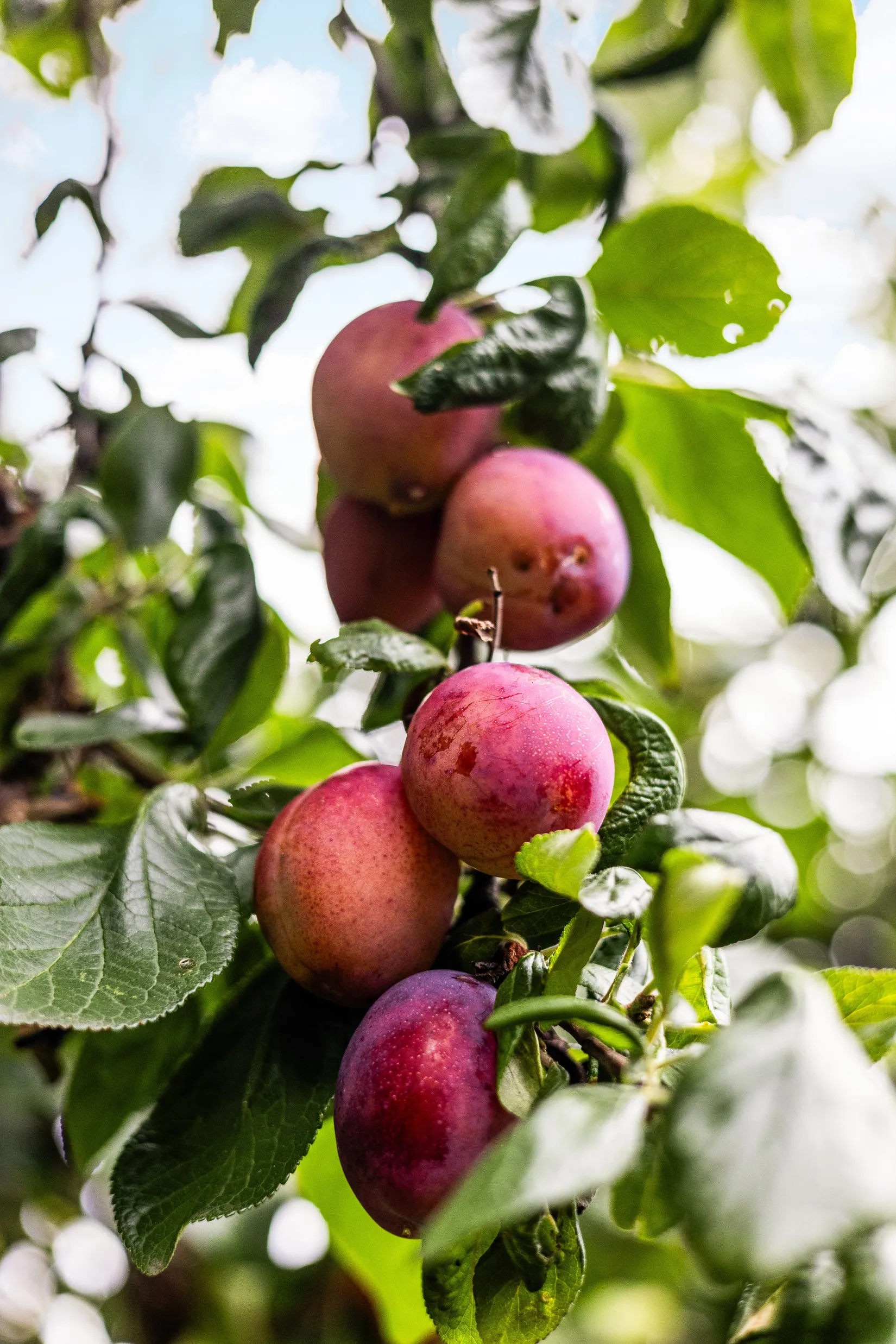 Atriumfritidshus, Celsiusgatan 24, Värnhem, Malmö