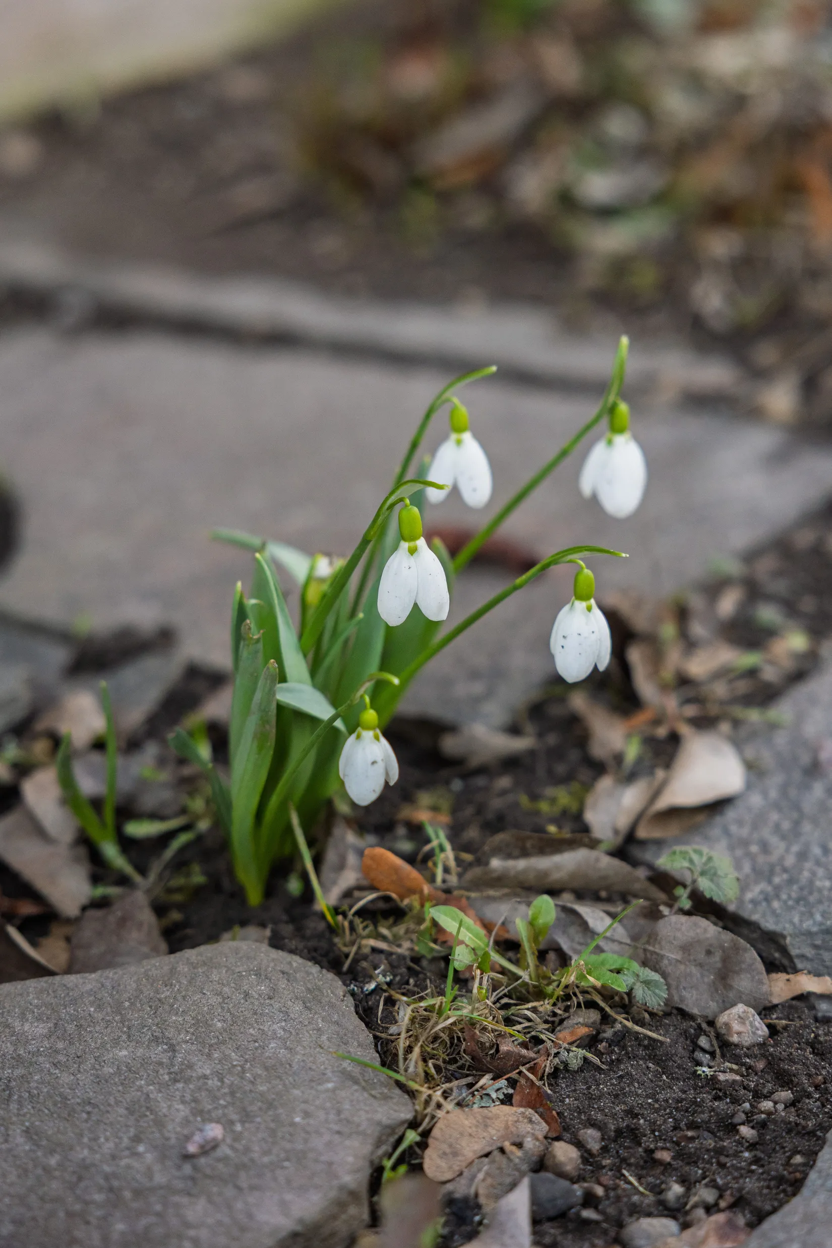 Bostadsrätt, Sörbygatan 70A, Söder, Gävle