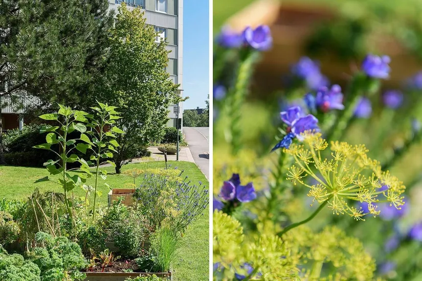 Bostadsrätt, Doktor Forselius gata 12, Guldheden, Göteborg