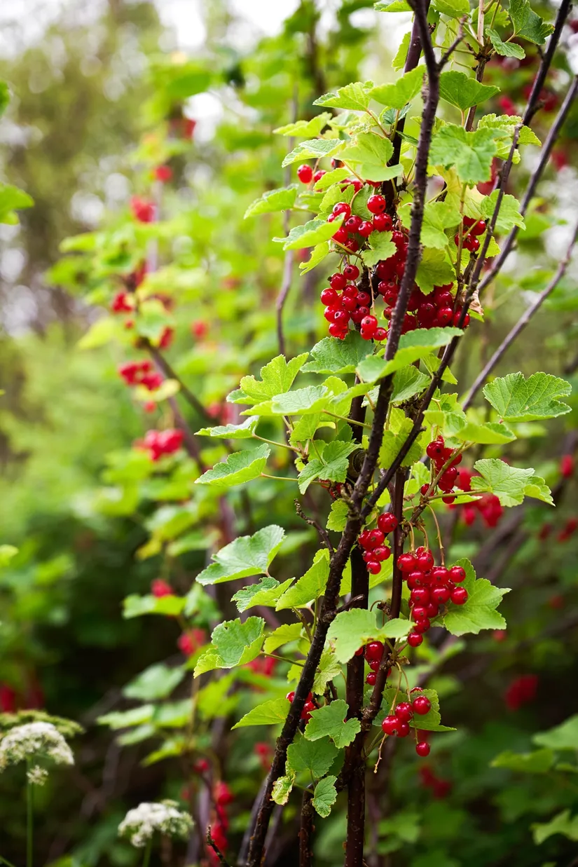 Bostadsrätt, Göteborgsvägen 113, Sävedalen, Partille