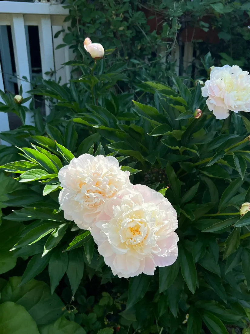 Bostadsrätt, De la gardies väg 11, Gustavsberg Farsta Slottsvik, Värmdö