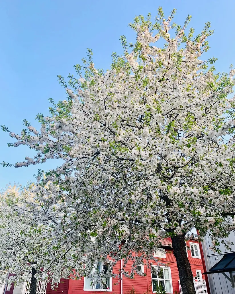 Bostadsrätt, De la gardies väg 11, Gustavsberg Farsta Slottsvik, Värmdö