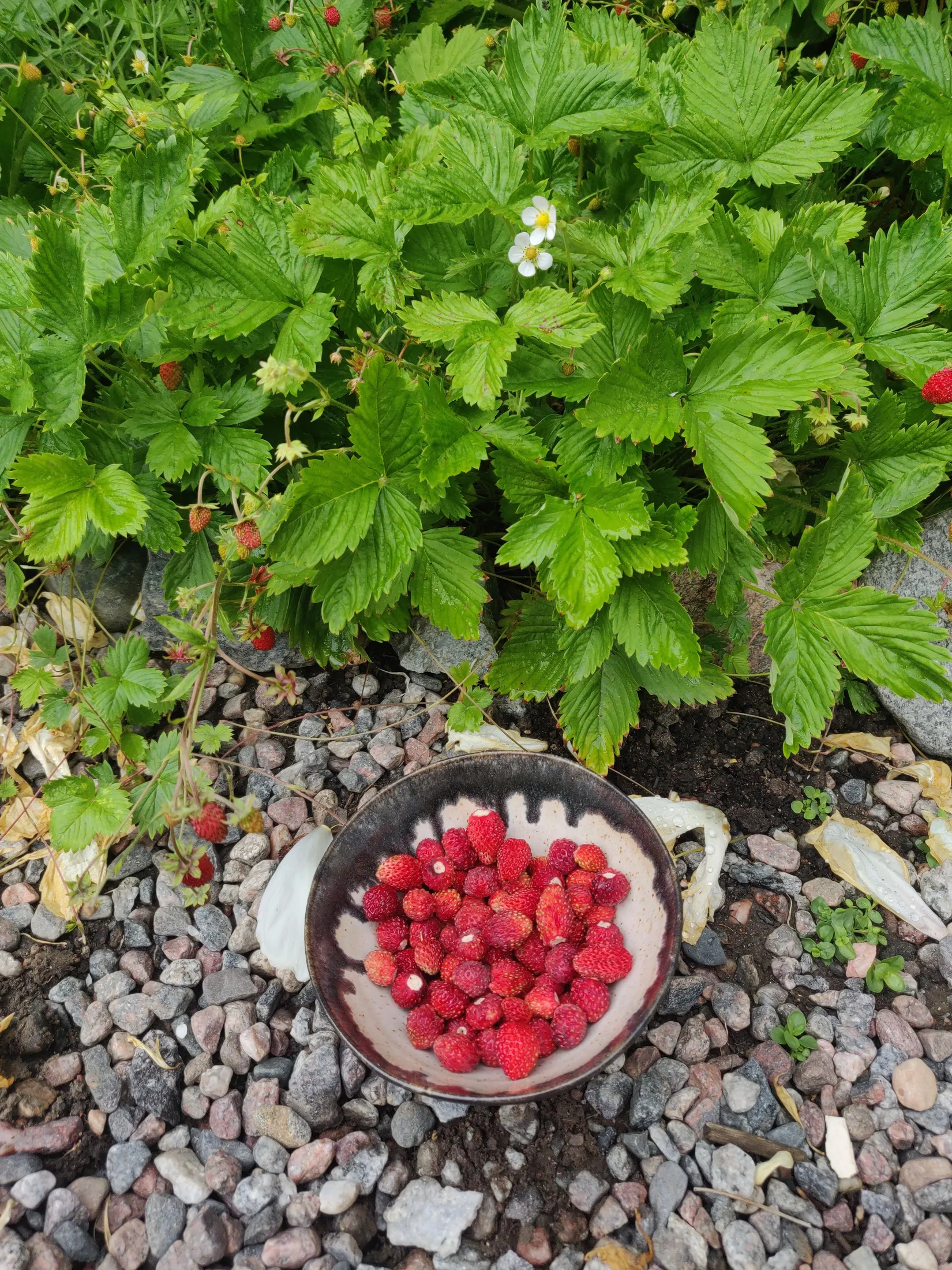 Bostadsrätt, De la gardies väg 11, Gustavsberg Farsta Slottsvik, Värmdö
