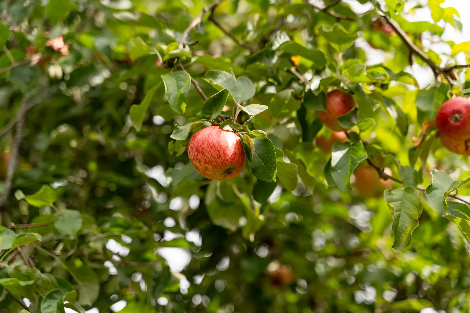Villa, Gryttby 243, Vendel, Tierp