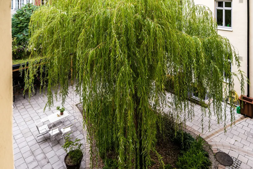 Bostadsrätt, Kristianstadsgatan 19B, Folkets Park , Malmö