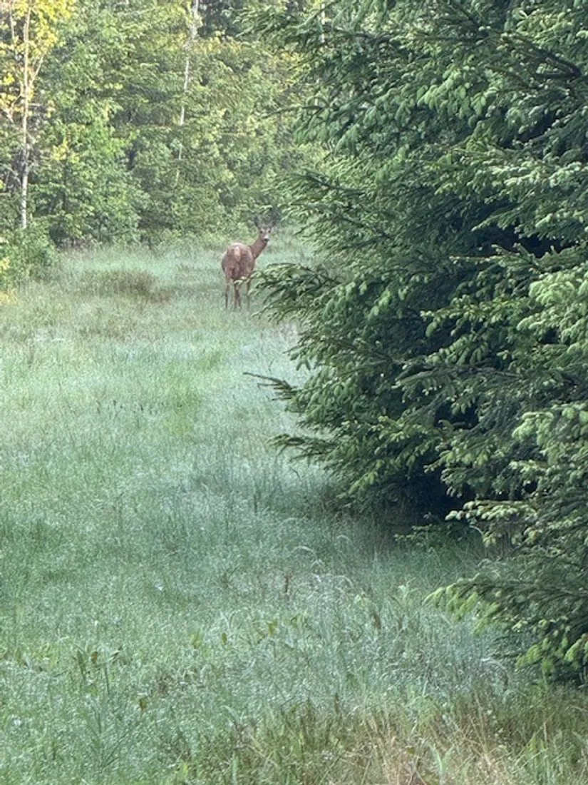 Villa, Össjö Åderbacken 1, Össjö, Ljungby