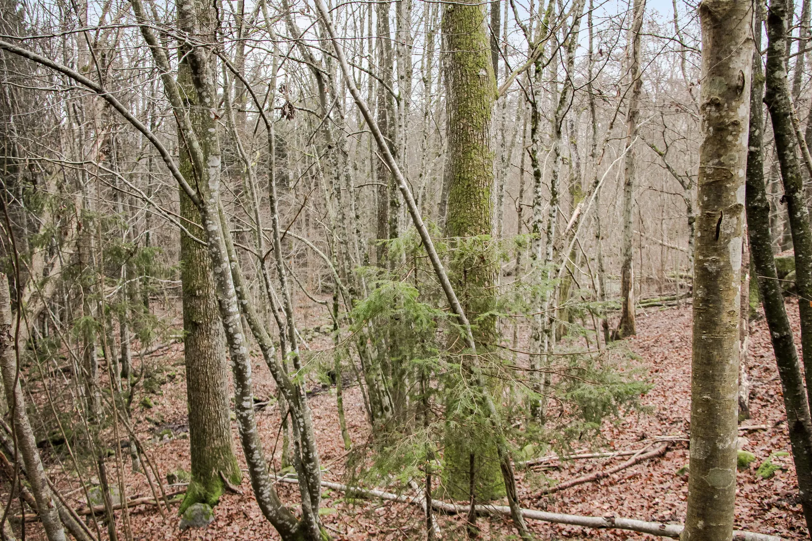 Gård/Skog, Hästveda, Hästveda, Hässleholm