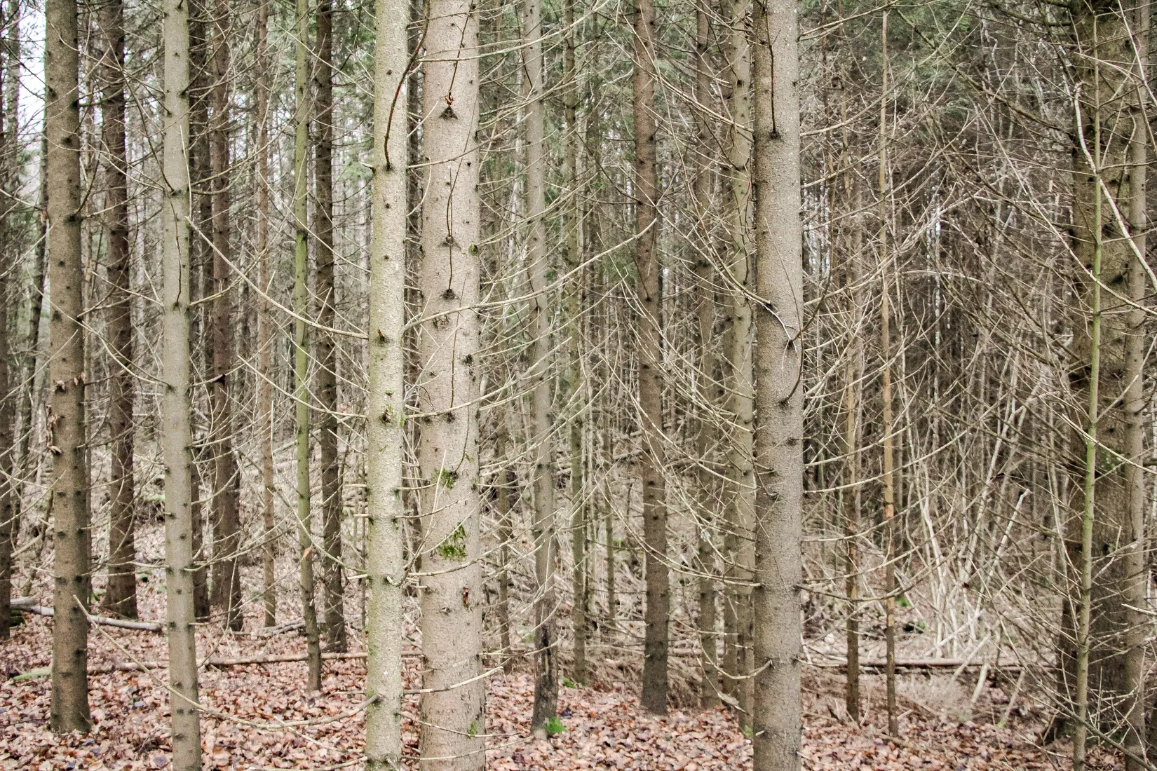Gård/Skog, Hästveda, Hästveda, Hässleholm